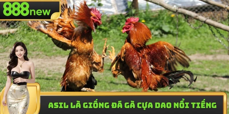 Chiến kê Mỹ được mệnh danh là ông vua tốc độ