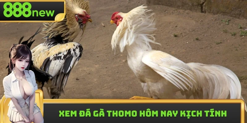 Đá gà Thomo hôm nay được phát sóng với công nghệ hiện đại